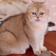 Blep.